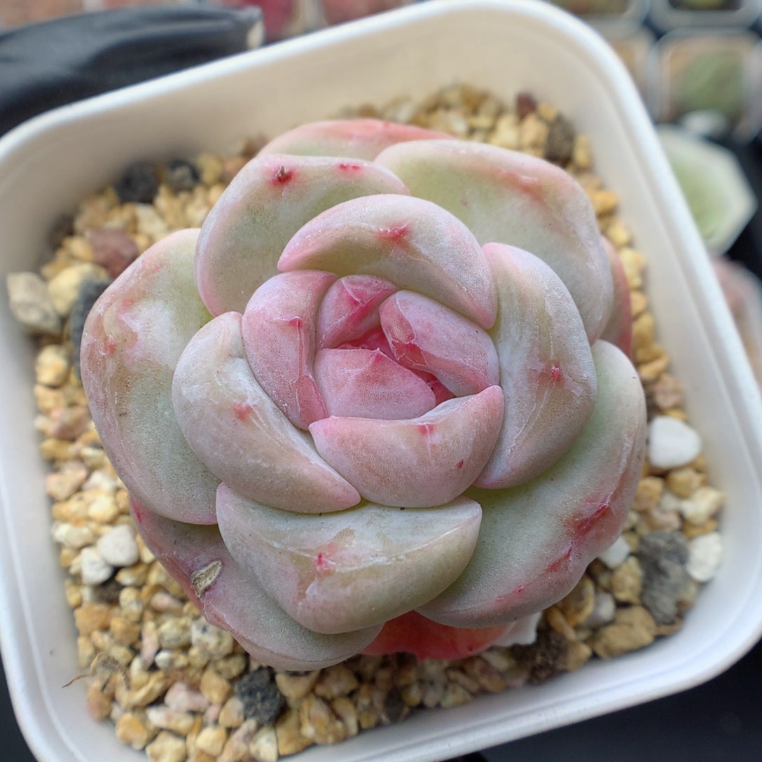 多肉植物。 糖心16