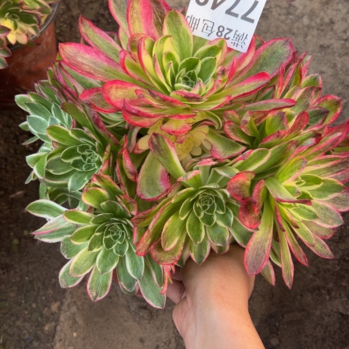 7749海王多肉植物