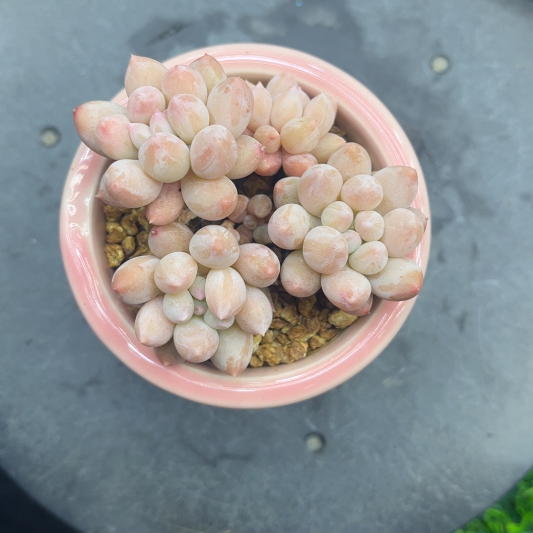 奶糖美人老庄带盆发货……