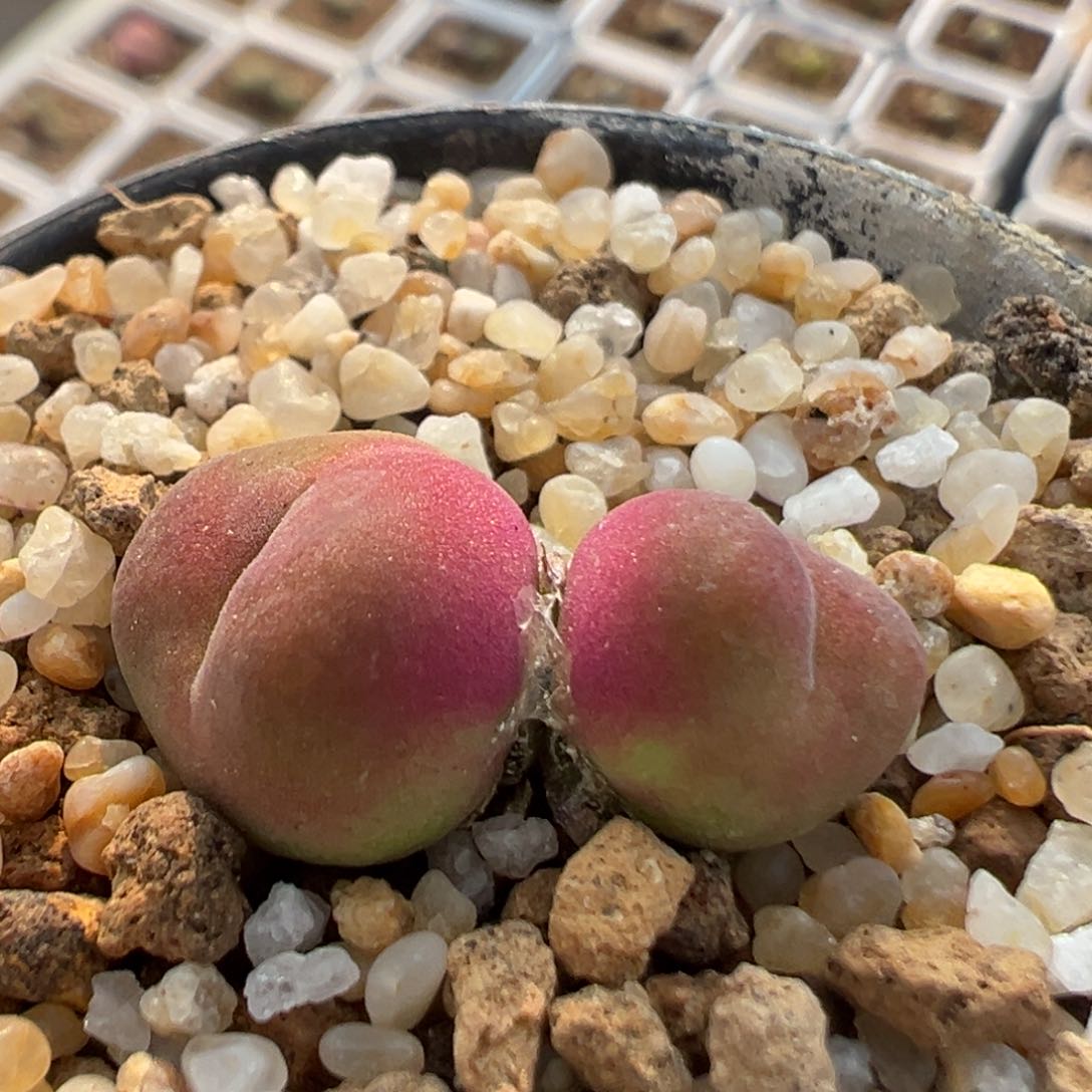 63多肉植物百科知识