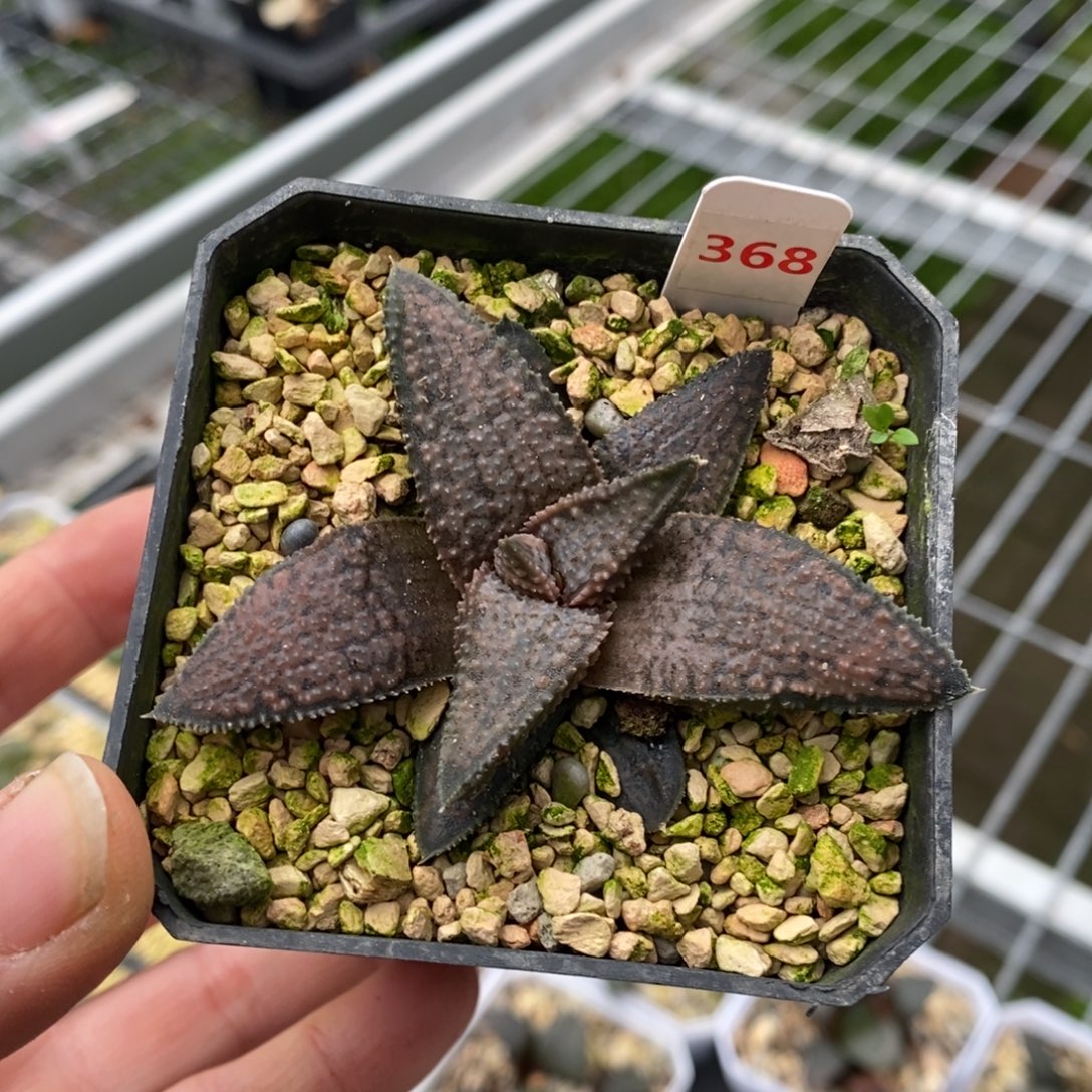 368号银狼蛛多肉植物