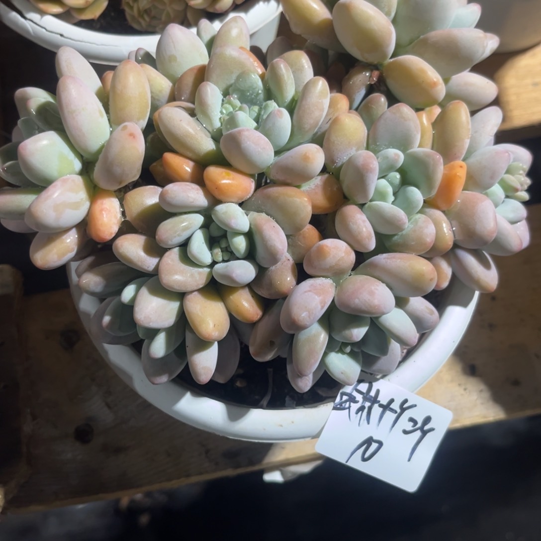 @****丫香水洛神多肉植物