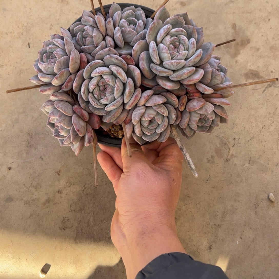 胖嘟嘟肥嘟嘟的多肉