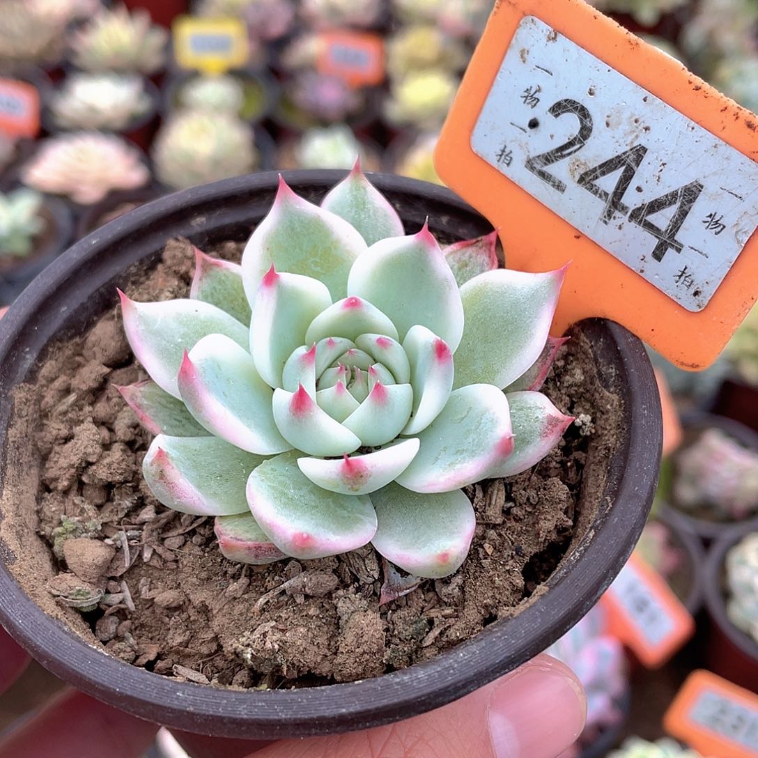 244号多肉吉娃娃锦