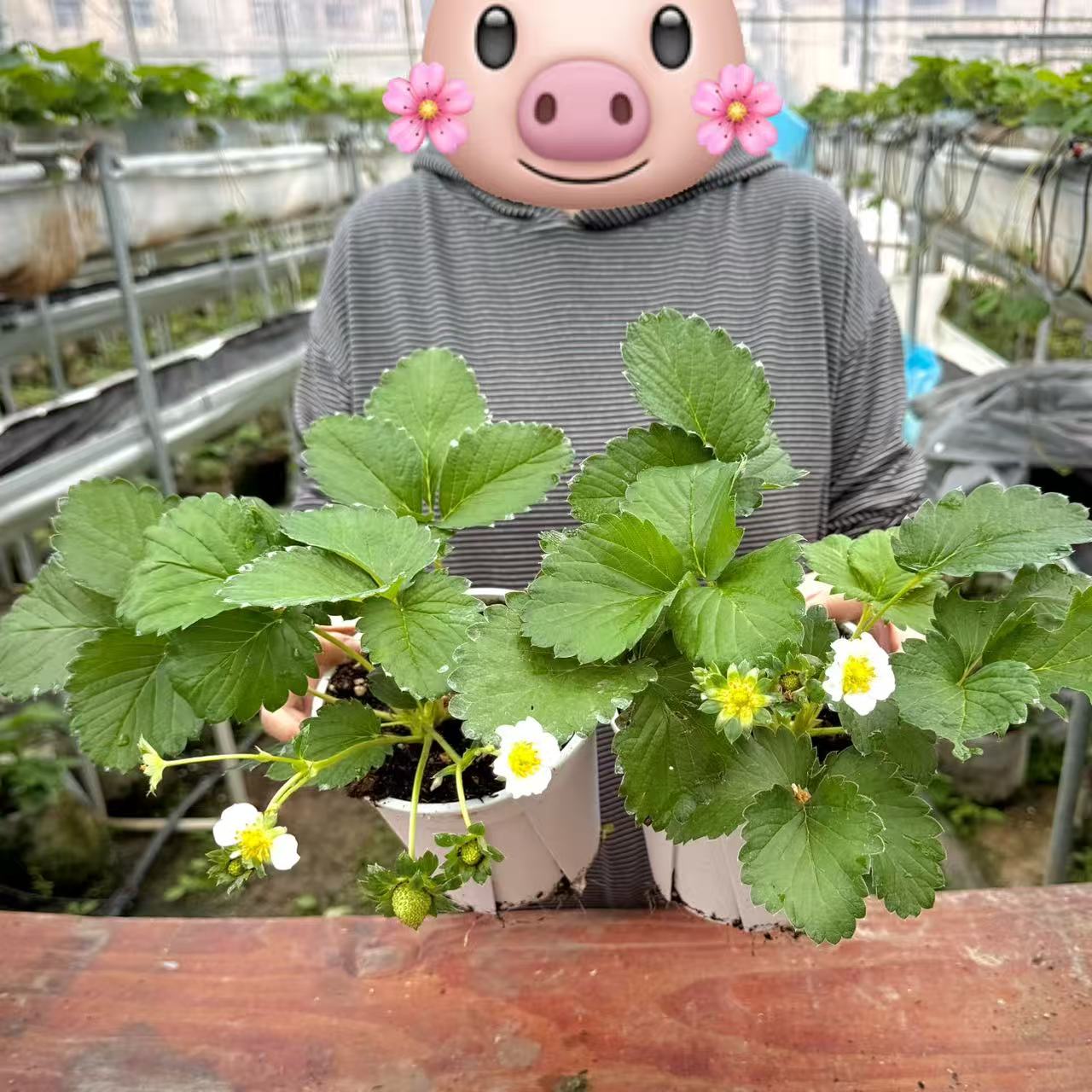 （小野家对版苗）2盆草莓盆栽奶油香野隋珠带花果草莓苗奶油草莓