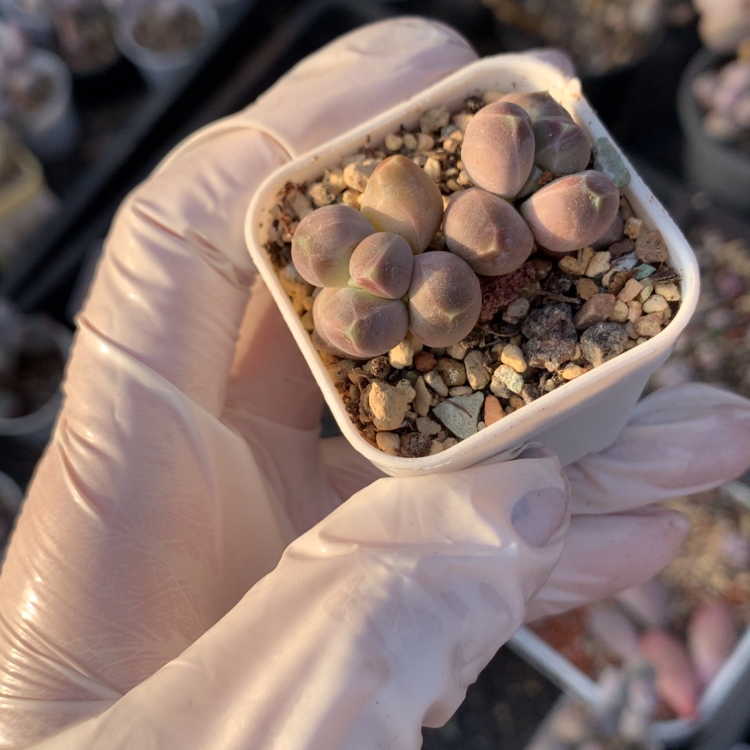 天空美人奶酪多肉天空