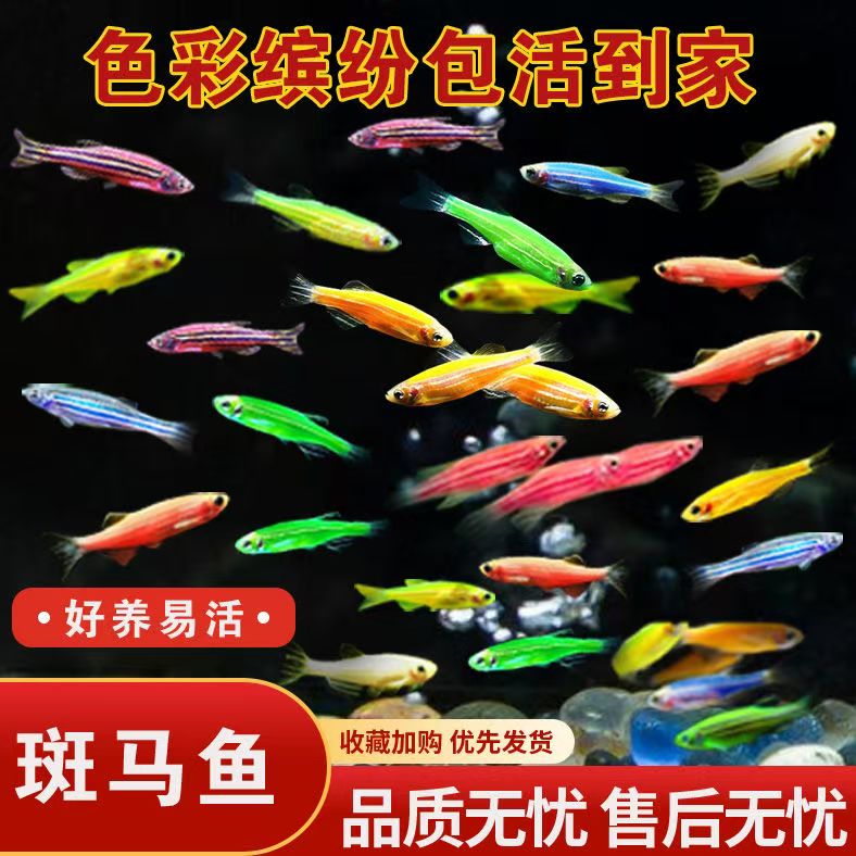 随机斑马鱼小型热带淡水观赏鱼适合新手孔雀鱼饲养好活耐养