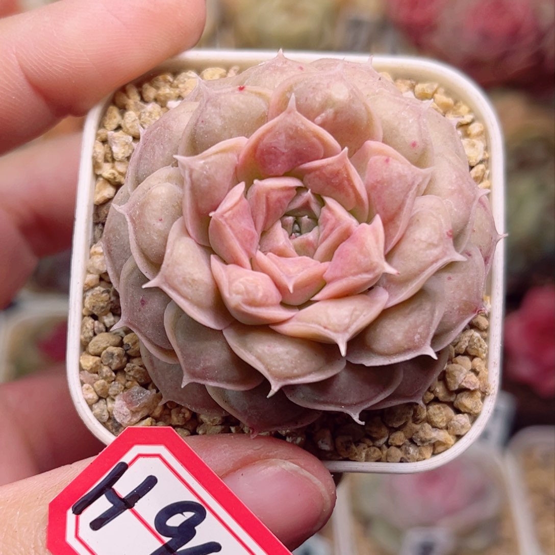 H945 一物一拍 来财