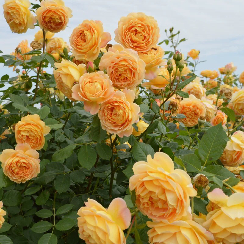 黄金庆典大花浓香四季