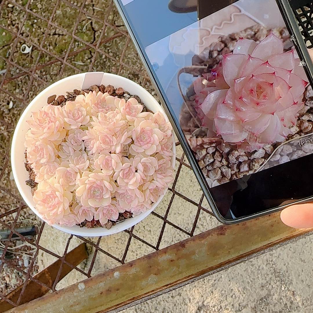 L***L1207-159（yy-2）优选