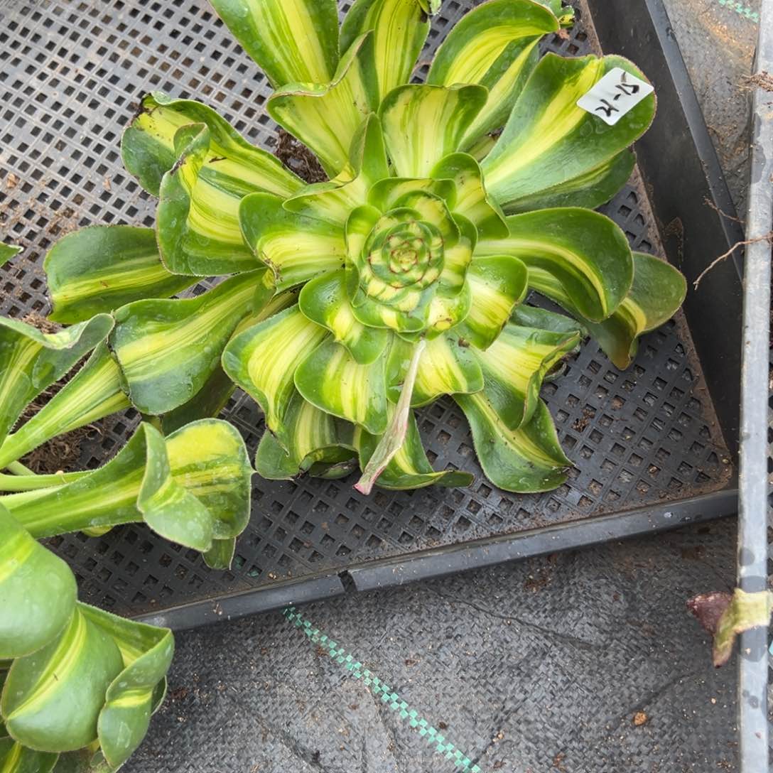 15暴君多肉植物山东发