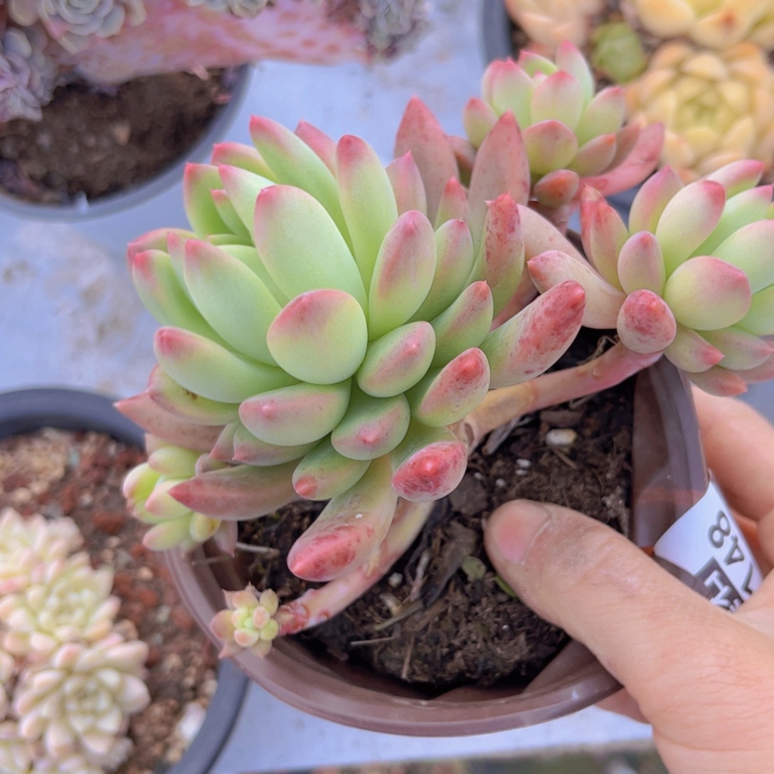 冰心公主31148多肉植物
