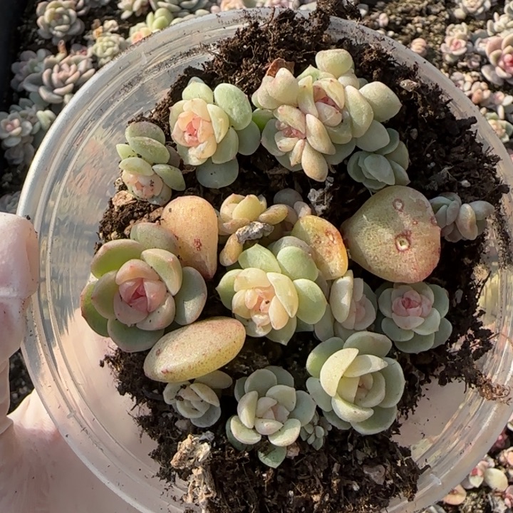 4 王者系列珍妮一盒