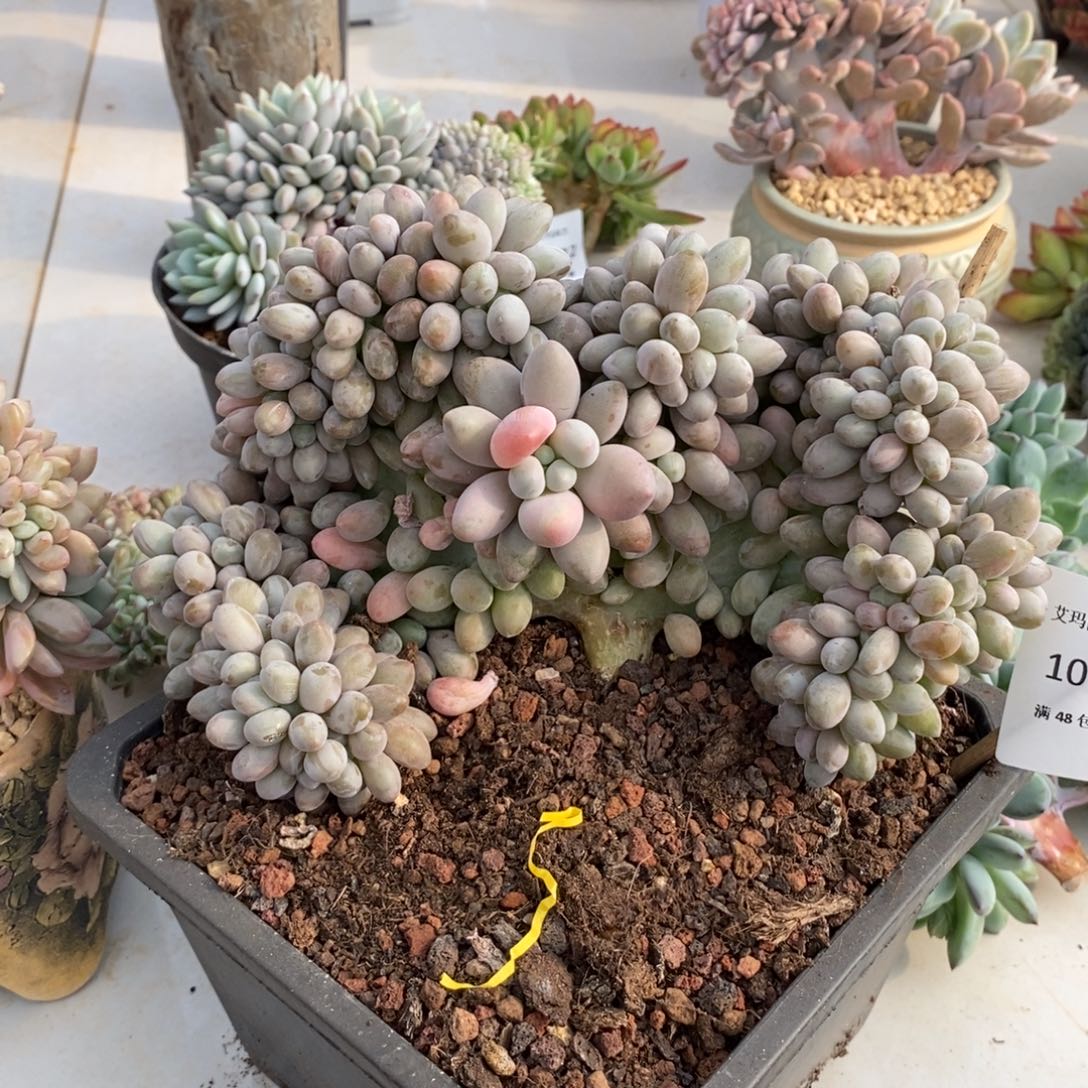 汤圆缀化多肉多肉010