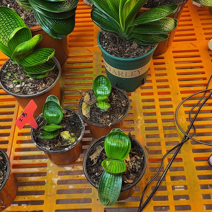 完全开放娃娃微型