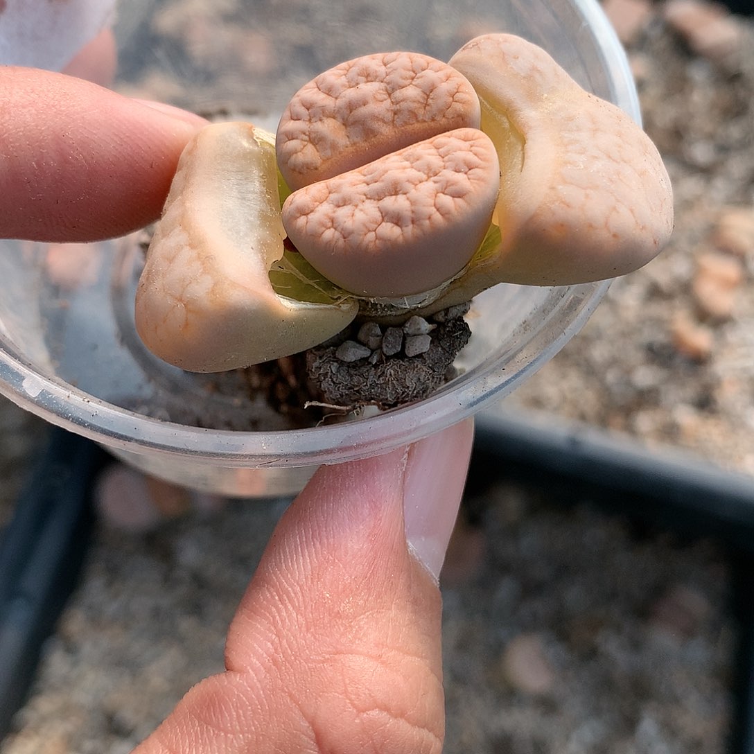 B428多肉植物保护