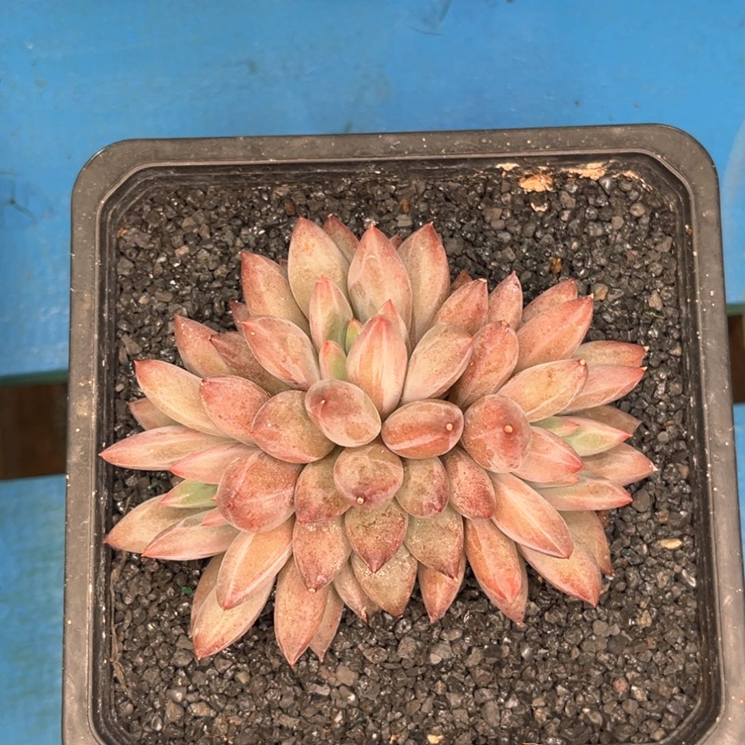 三头虞美人多肉植物