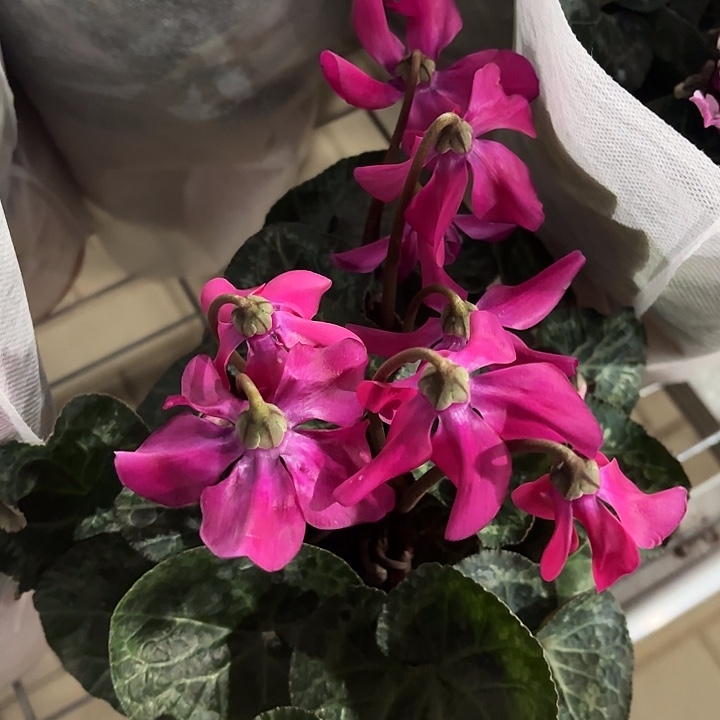 全部花苞紫色天使仙客来