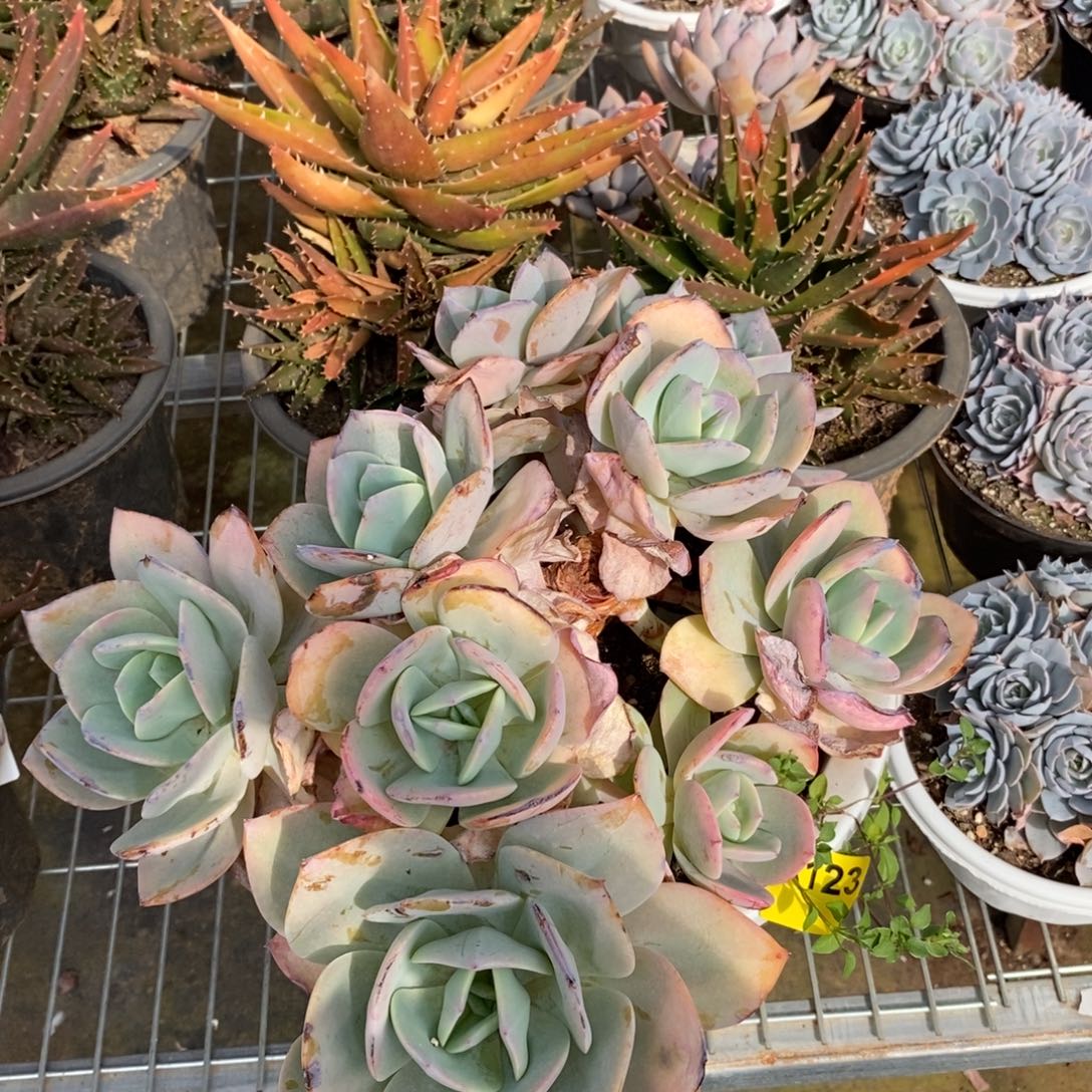 123白凤多头一物一拍