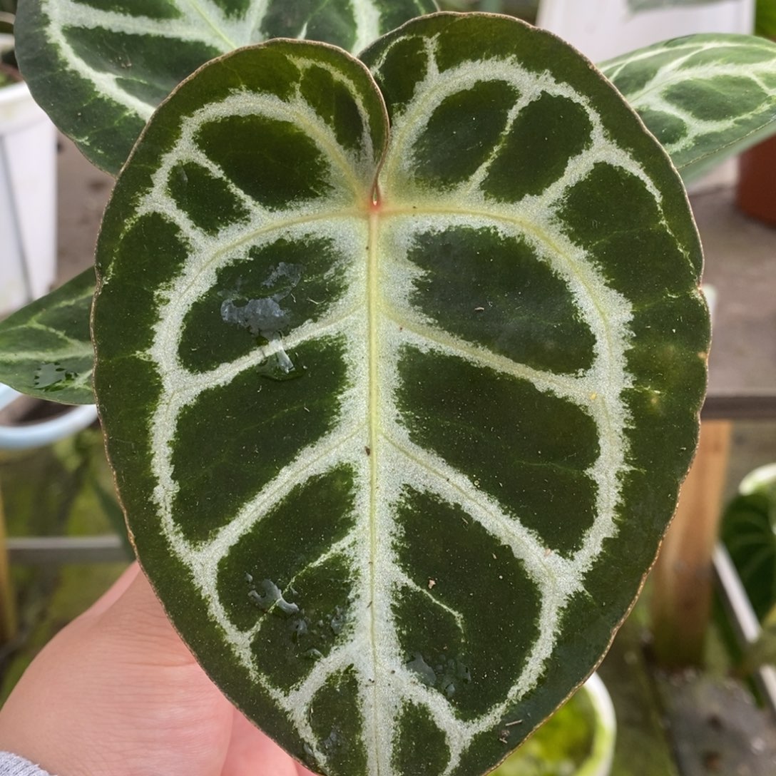无花朵红水晶杂铜锣烧