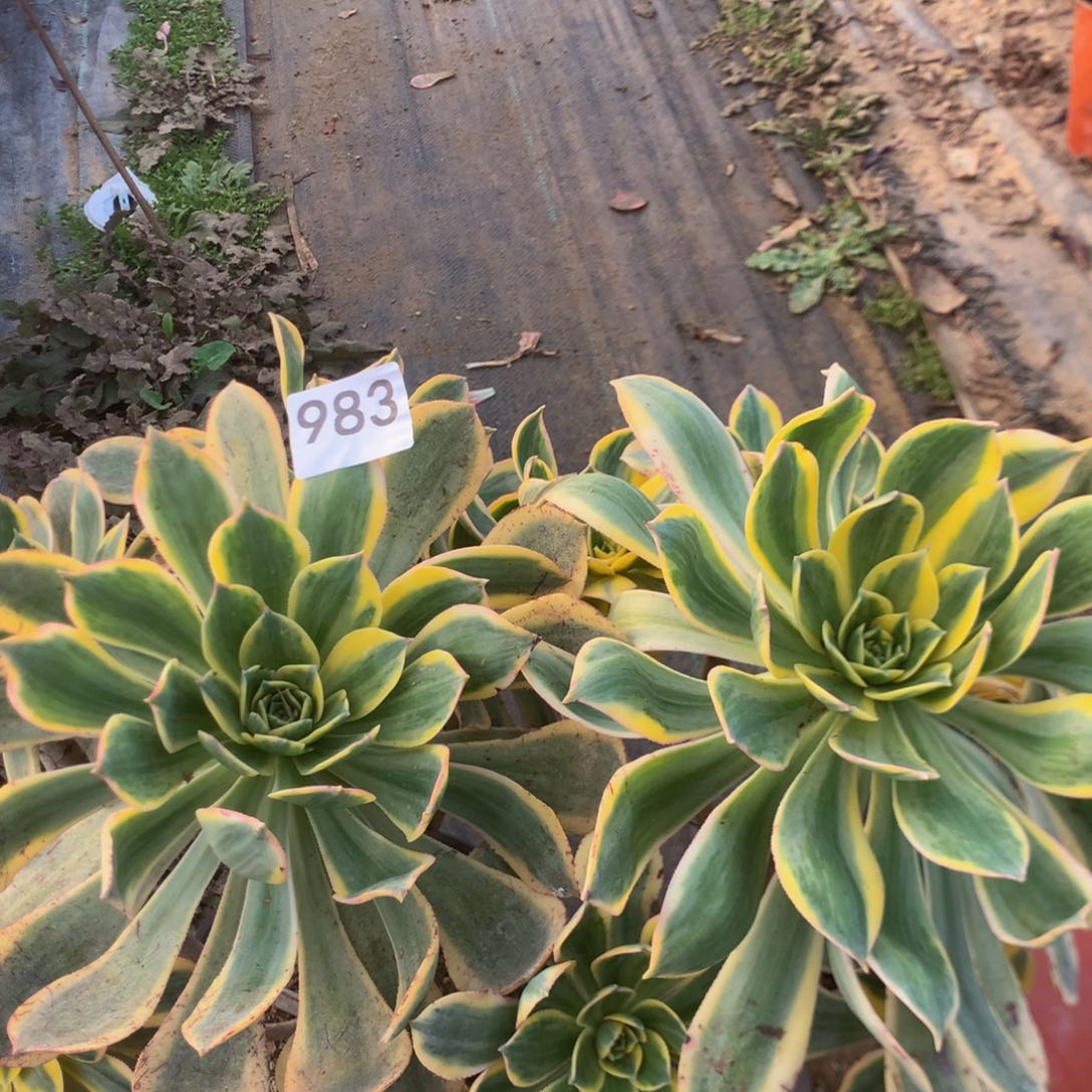 983特价组合多肉植物