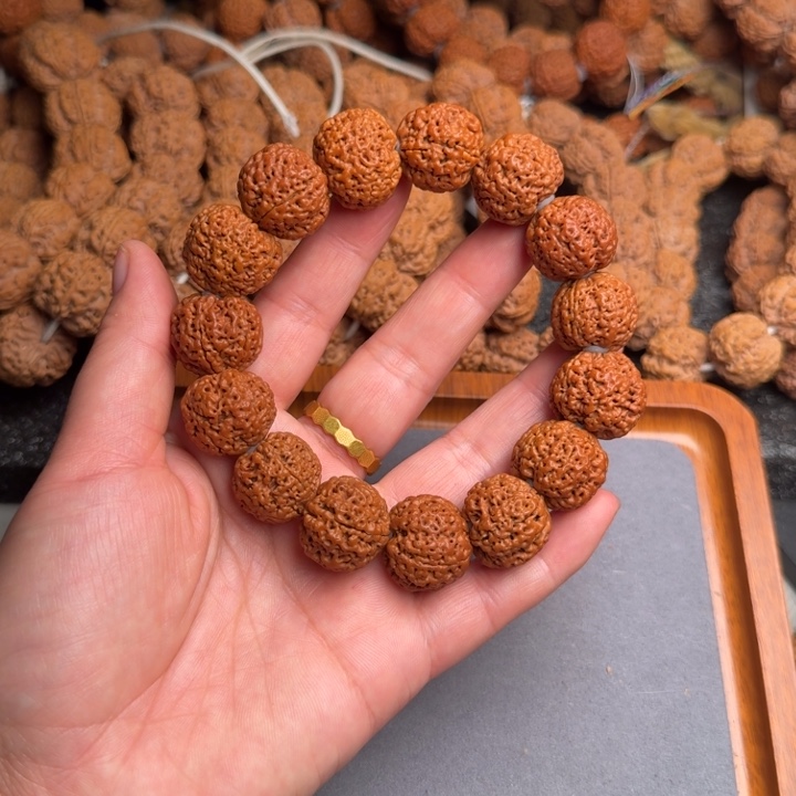 菩提9号尼泊尔大金刚20/21蜂王菠萝蜜