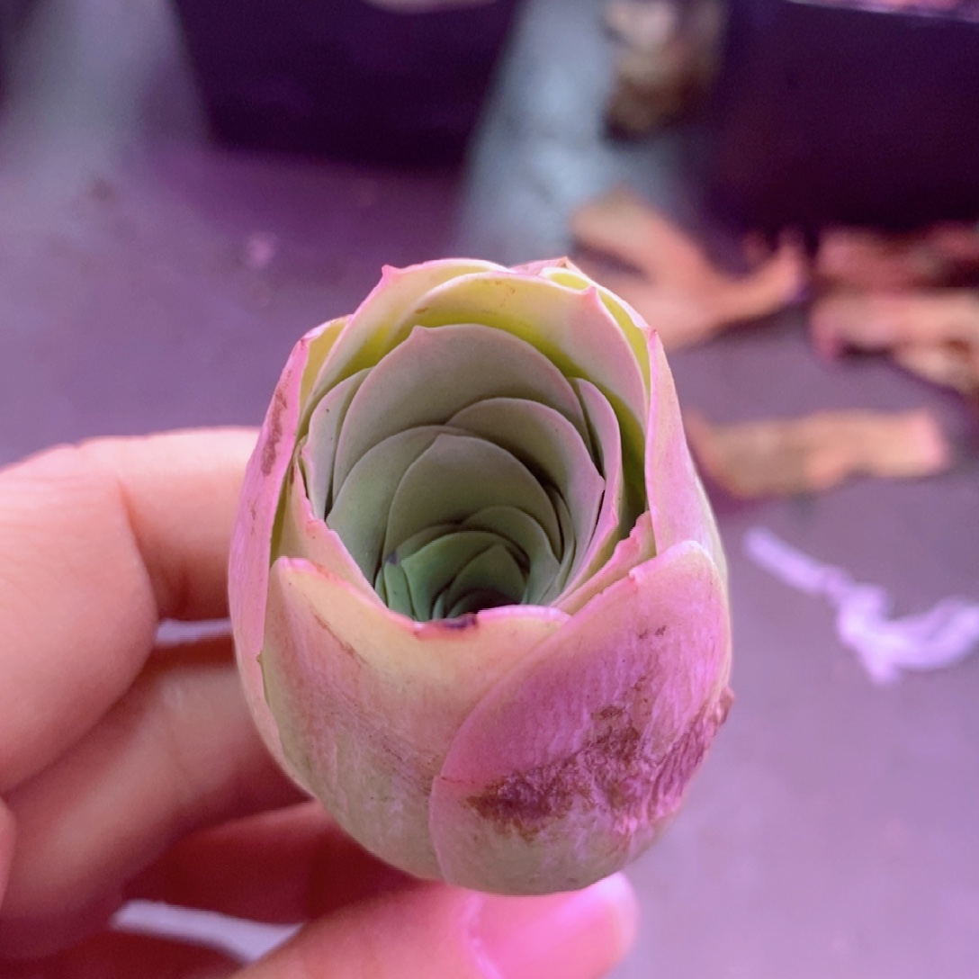 糖***糖山地玫瑰一物一拍231