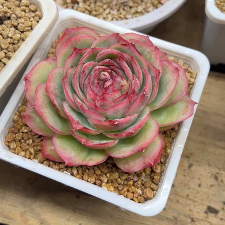 相思玫瑰 夏鸣园艺