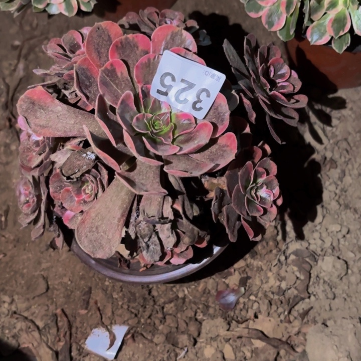 325爱神多肉植物不售后