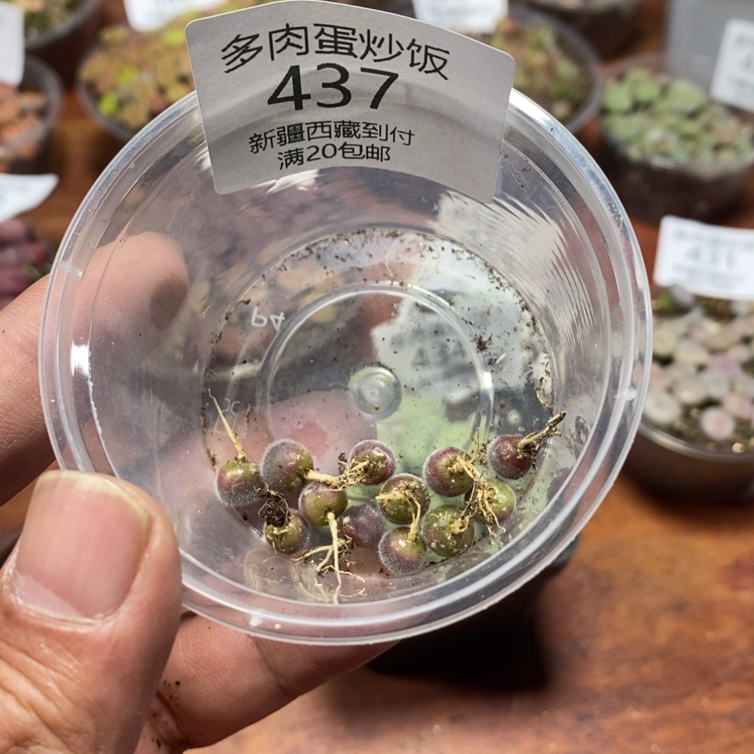多肉蛋炒饭感谢您相伴437