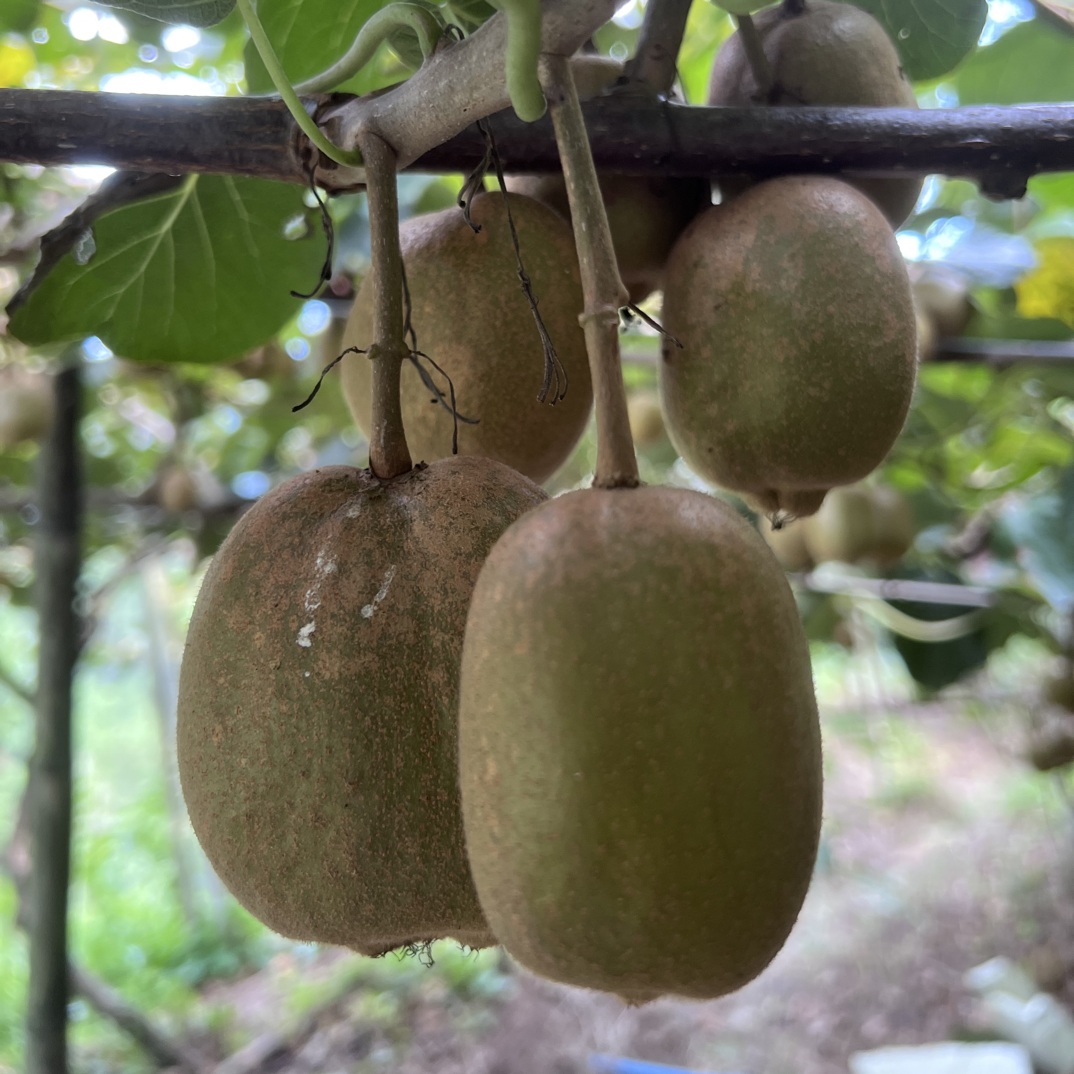 【蛟哥土特产】农家红心猕猴桃