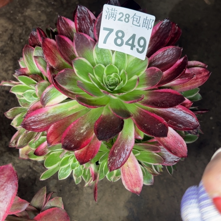 7849海王多肉植物