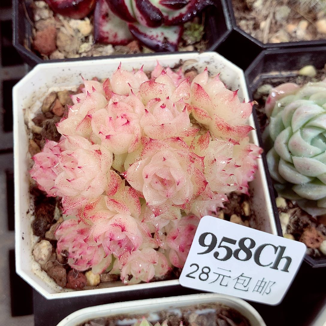 5厘米盆精控多肉958