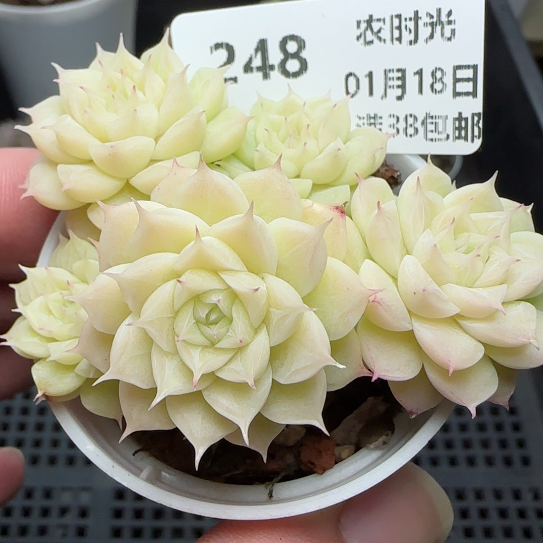 0118-248花朵麦秆