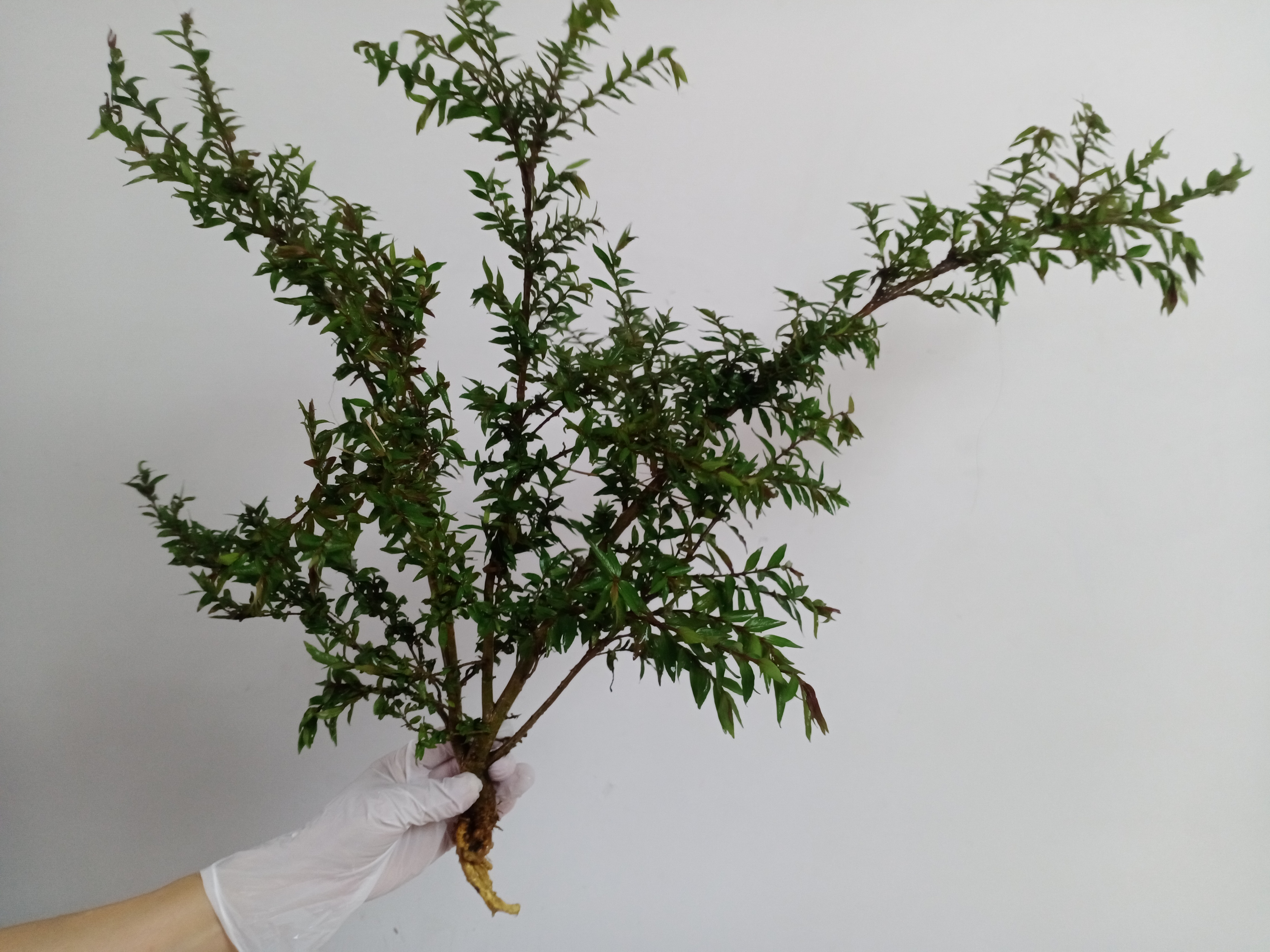 水杨梅植物室内外盆景盆栽易养活可水培观赏