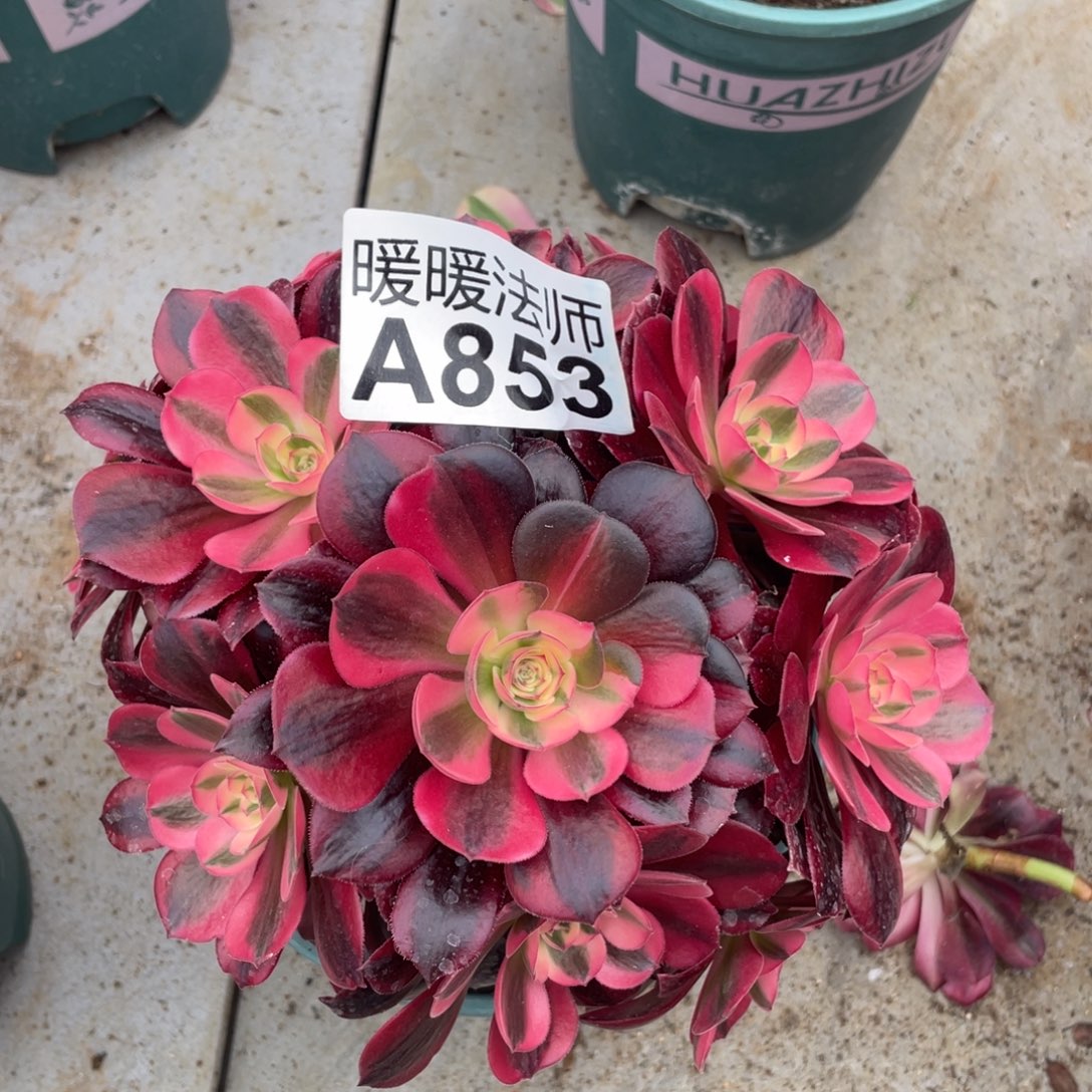 紫砂茶杯春**开853反反复复方法哥哥