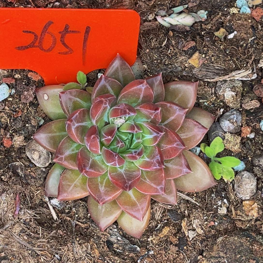 2651号晚上多肉植物群生多肉植物