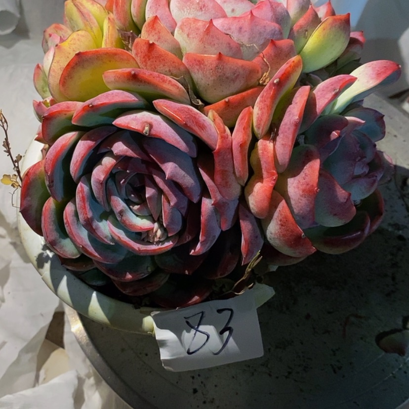【闪购商品】苹*仔多肉植物