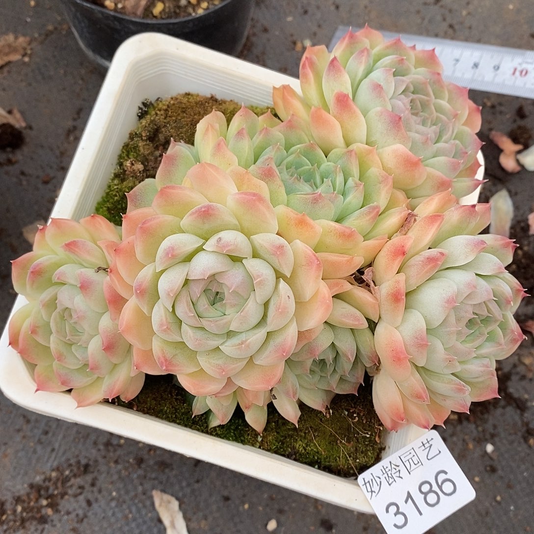 3186开播福利～14厘米