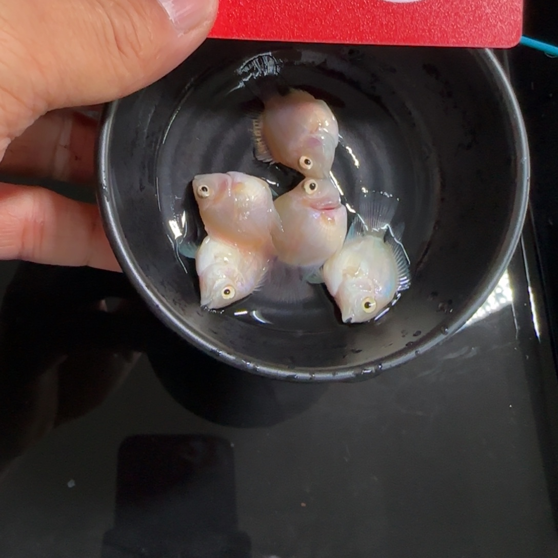 鹦鹉鱼竞拍迷你鹦鹉鱼