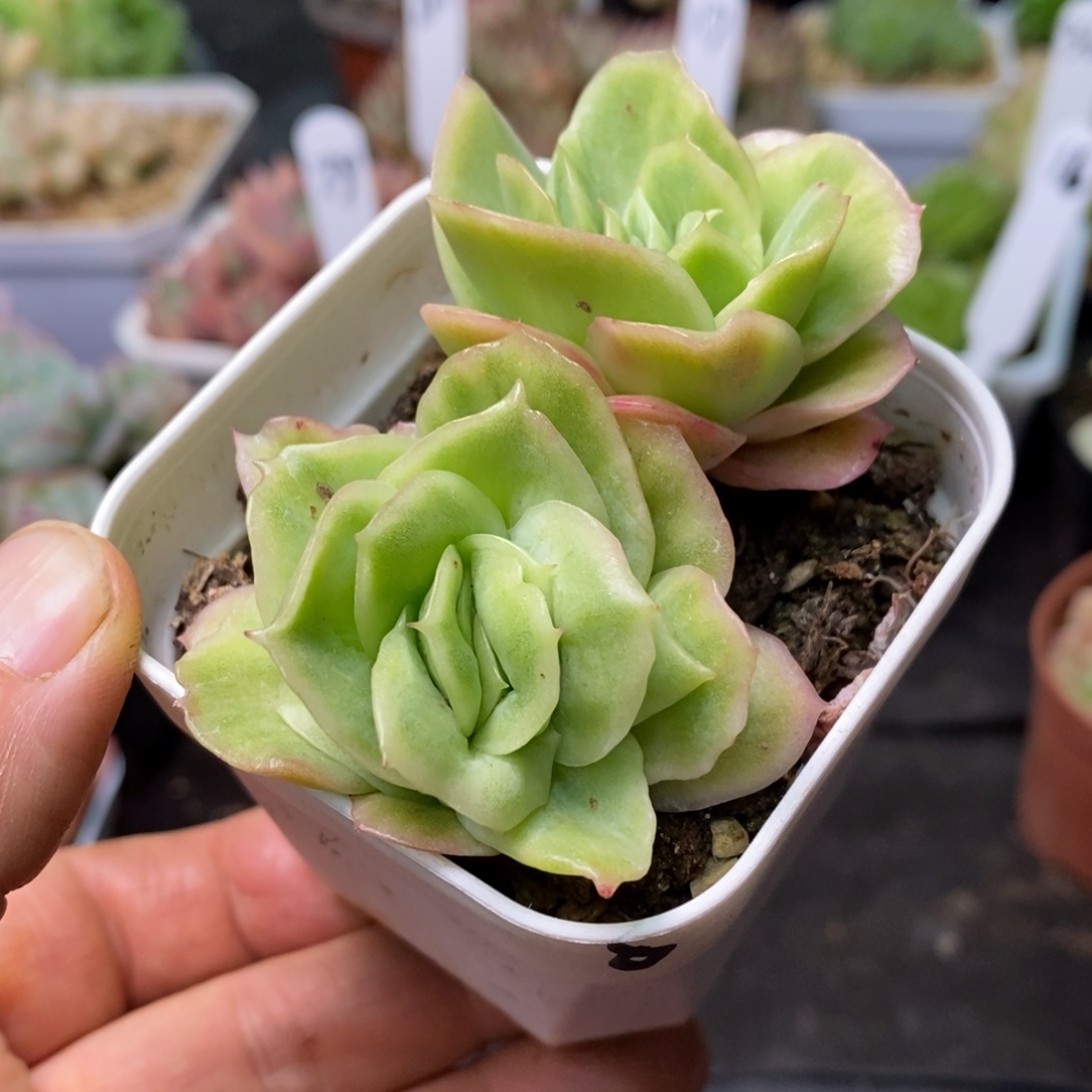 精品多肉一物一拍不包整162