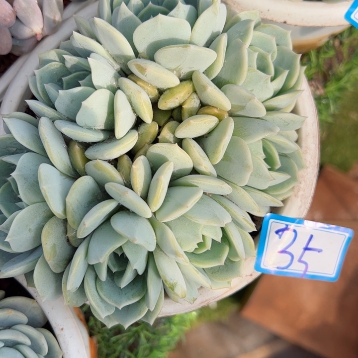 35劳林平平安安健健康康