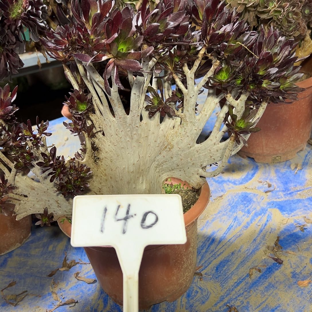 多肉植物黑法师缀花140