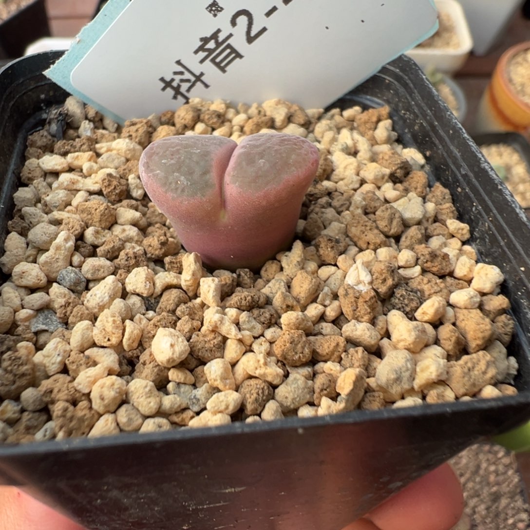 ****儿2-41肉锥多肉植物，