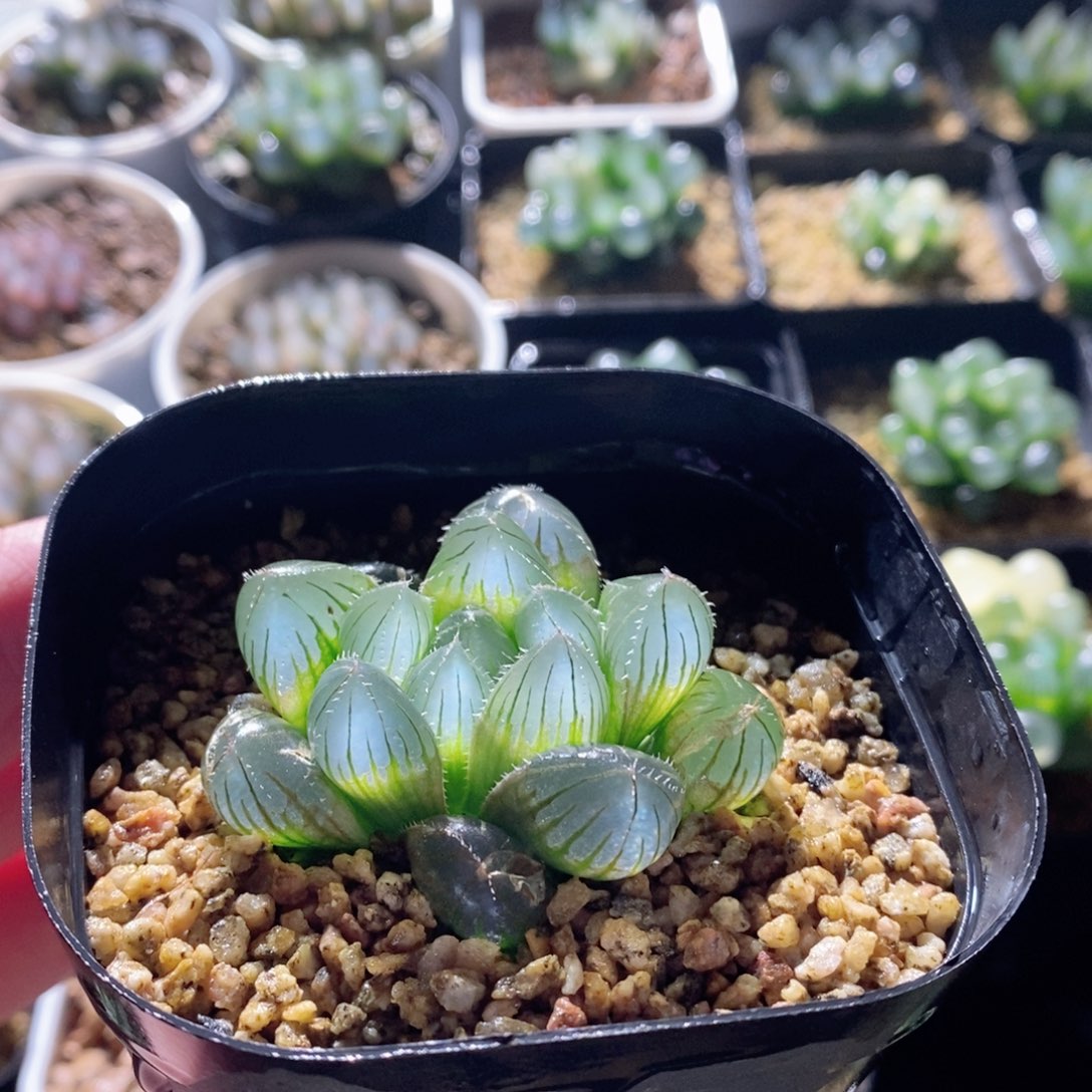 实生玉露多肉植物多肉植物