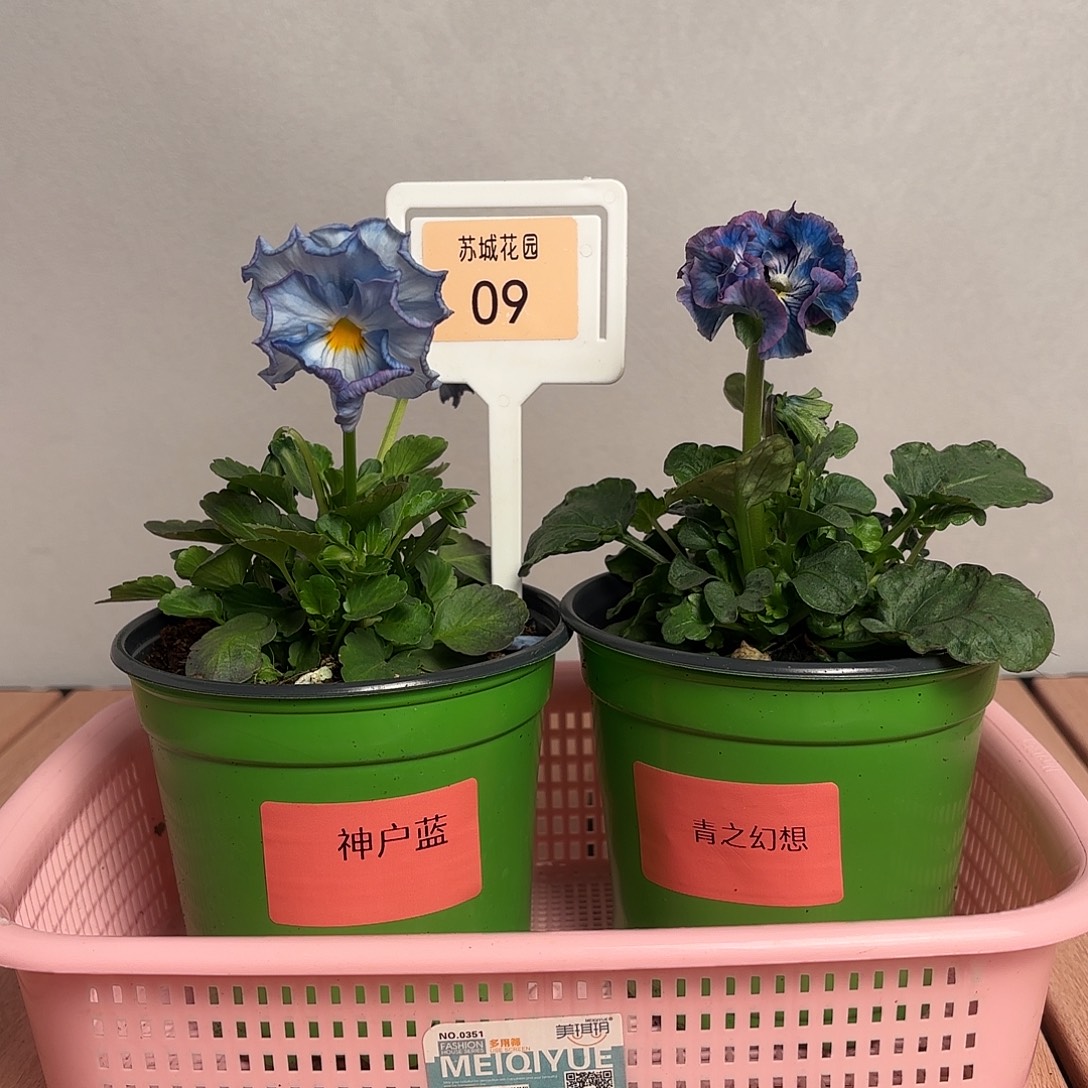 大部分开放少量花苞09
