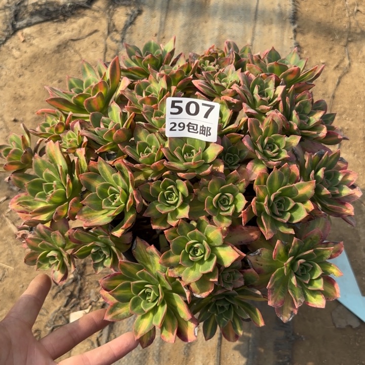 星灿……多肉植物……