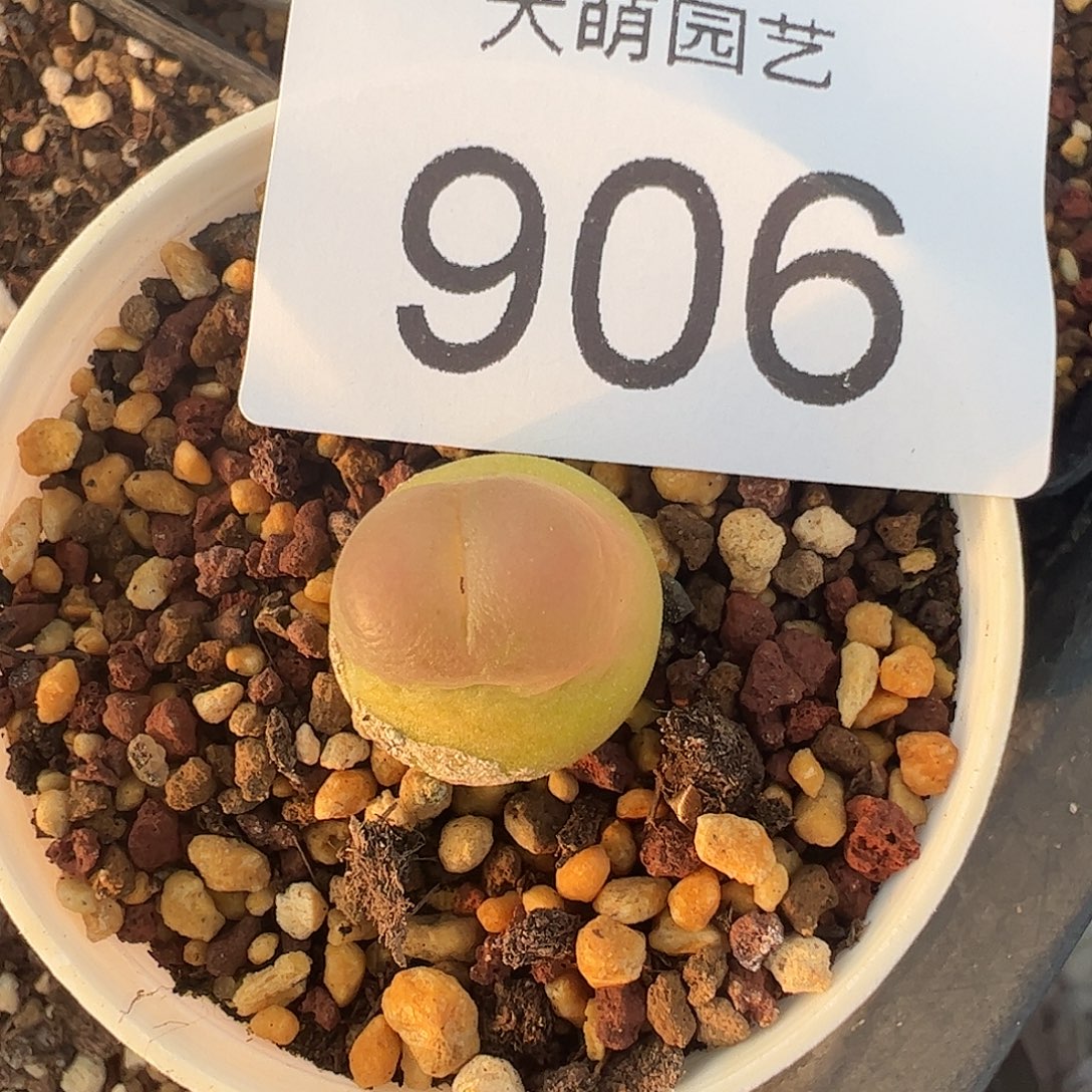 一物一拍            脱土发905