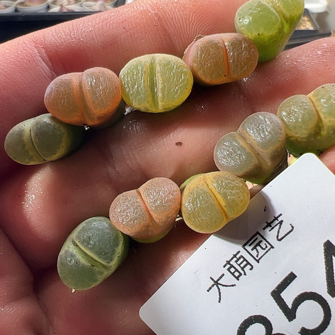 一物一拍。        854