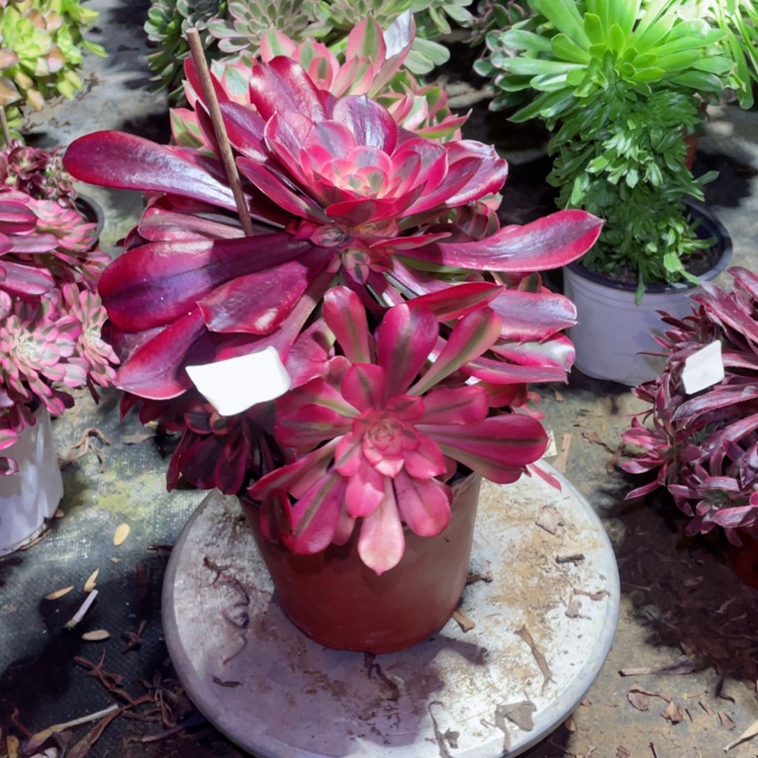 多肉植物美杜莎763